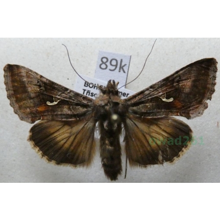 Autographa gamma (Linnaeus, 1758) Błyszczka jarzynówka Czech89k